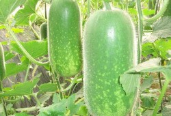 世界大瓜爆料视频下载,独家爆料视频下载全解析