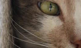 猫之城最新爆料视频大全,最新爆料视频大盘点